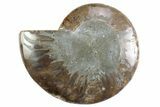 Cut & Polished Ammonite Fossil (Half) - Madagascar #364894-1